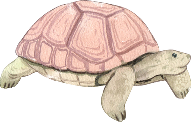 Cartoon Amphibians and Reptiles Watercolor Clipart Png