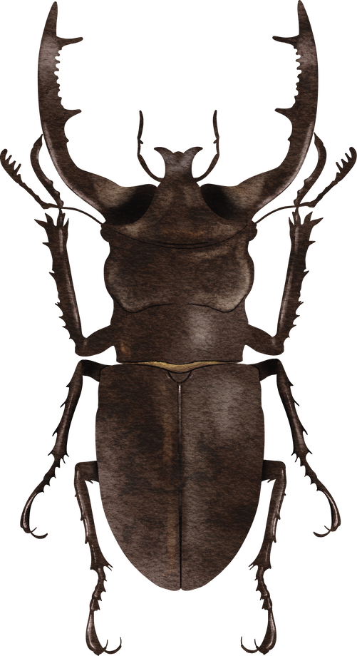 stag beetle