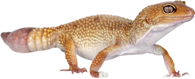 Common House Gecko