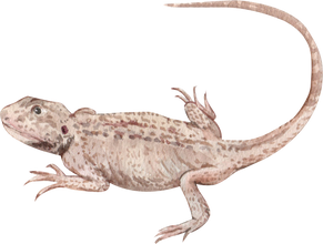 Watercolor Bearded Dragon