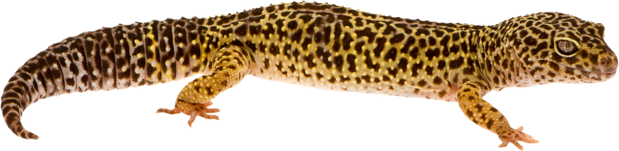 Leopard Gecko - Eublepharis Macularius