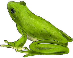 Green Frog Illustration