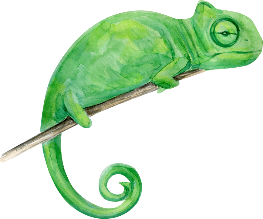 Green Chameleon Illustration