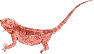 Watercolor Lizard Illustration