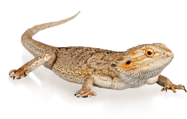 Brown Lizard Crawling