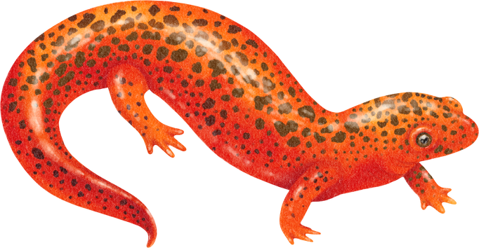 Salamander Watercolor Illustration