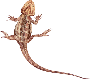 Watercolor Bearded Dragon