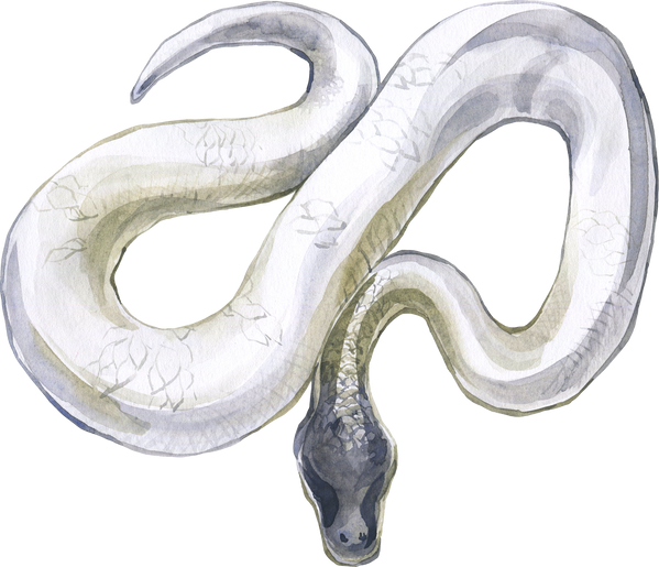 Watercolor white snake