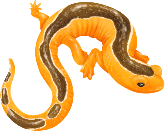 Salamander Watercolor Illustration