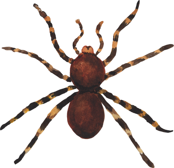 Watercolor spider