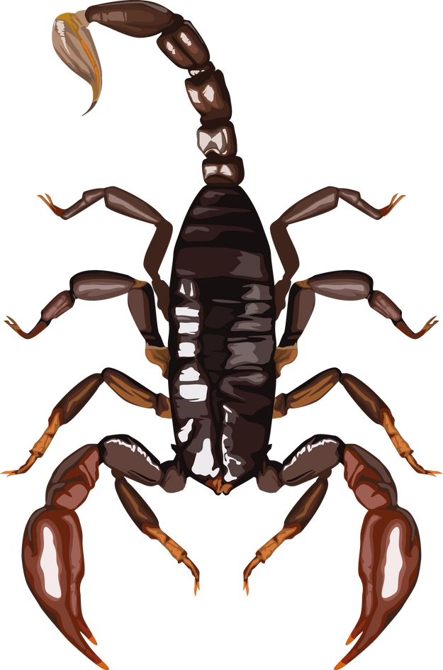 scorpion insect