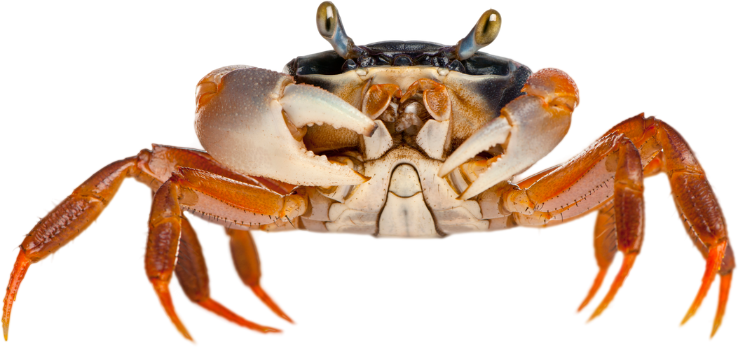 Patriot Crab