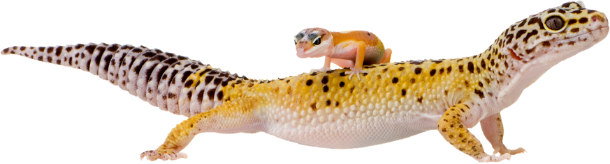 Leopard Gecko - Eublepharis Macularius