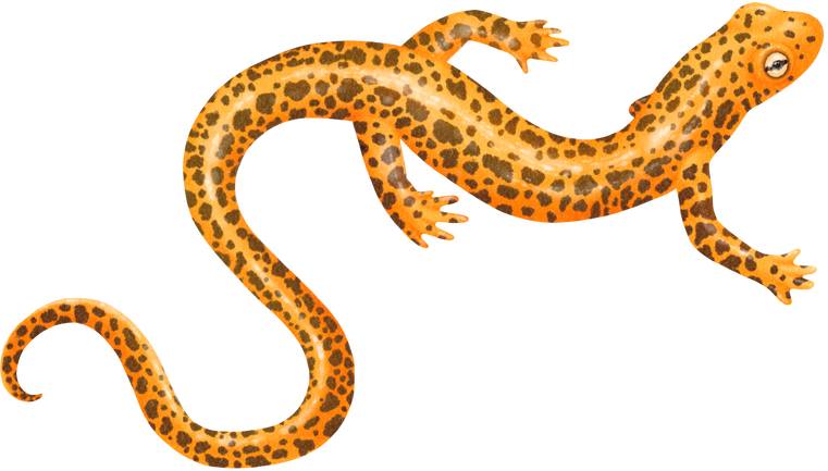 Salamander Watercolor Illustration