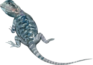 Watercolor Iguana Illustration