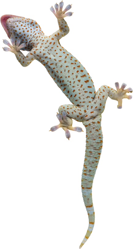 Tokay Gecko - Gekko Gecko