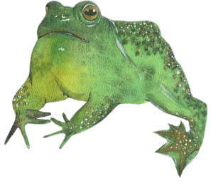 Green Watercolor Toad